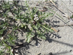 Photo faune et flore, Cervione - Des fleurs d'avril pousees dans le sable de la plage (1)