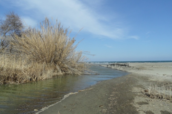 Photo Cervione - Cervione - le site NATURA 2000 - Dunes de Prunete-Caniccia(8)