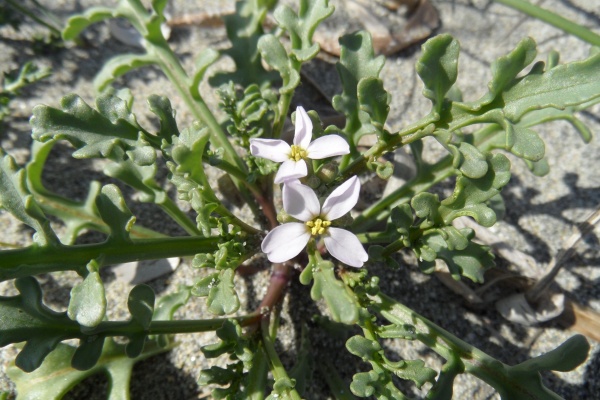 Photo Cervione - Des fleurs d'avril pousees dans le sable de la plage (2)