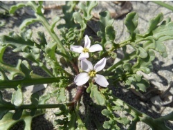 Photo faune et flore, Cervione - Des fleurs d'avril pousees dans le sable de la plage (2)