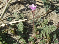 Photo faune et flore, Cervione - Des fleurs d'avril pousees dans le sable de la plage (3)