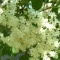 Photo Cervione - Voici une jolie fleure de sureau noir ou, autrement dit, u Sambucu