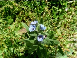 Photo faune et flore, Cervione - ...et voici une jolie fleur de Cynoglosse «peint» ou, autrement dit, a Lingua di cane