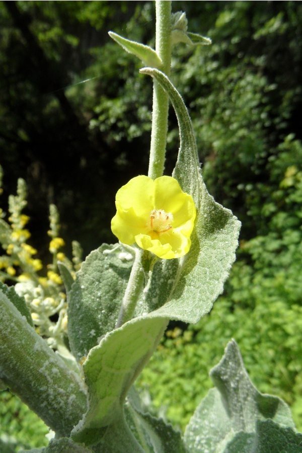 Photo Cervione - La molène a fleurs denses