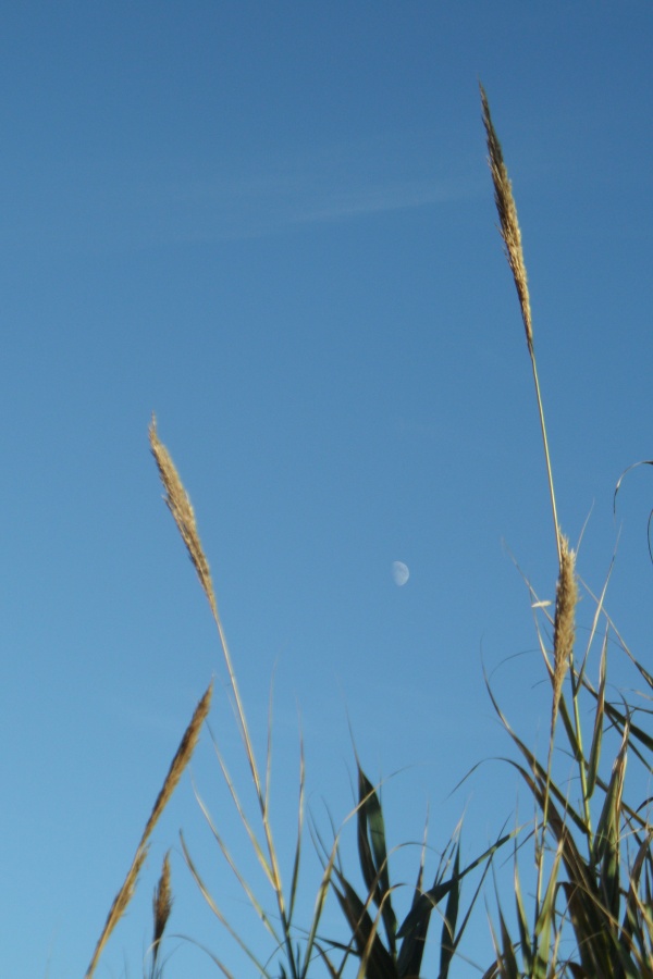 Photo Cervione - Cervione - La plage Fiorentine (4)