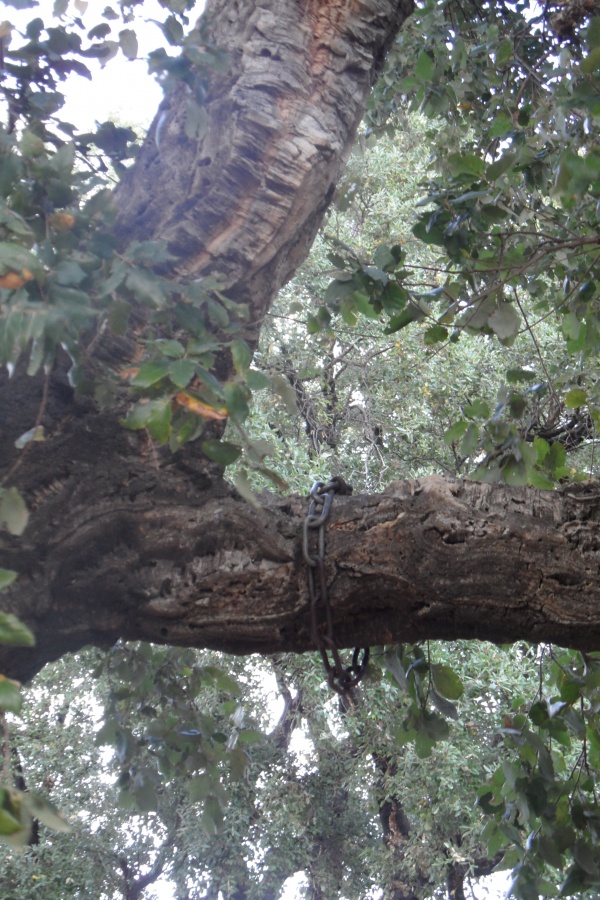 Photo Cervione - L'arbre mis dans les chaînes