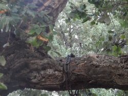 Photo faune et flore, Cervione - L'arbre mis dans les chaînes