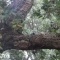 Photo Cervione - L'arbre mis dans les chaînes