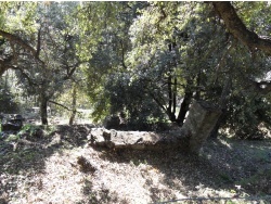 Photo paysage et monuments, Cervione - Des vestiges ...(3)