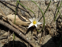 Photo faune et flore, Cervione - Une petite fleur très jolie, qui pousse dans les sables