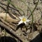 Photo Cervione - Une petite fleur très jolie, qui pousse dans les sables