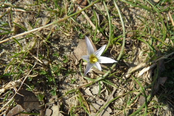 Photo Cervione - Une petite fleur très jolie, qui pousse dans les sables - le 03 mars 2012