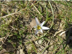 Photo faune et flore, Cervione - Une petite fleur très jolie, qui pousse dans les sables - le 03 mars 2012