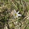 Photo Cervione - Une petite fleur très jolie, qui pousse dans les sables - le 03 mars 2012