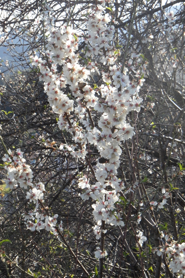 Photo Cervione - Des fleurs d'amandier