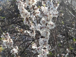 Photo faune et flore, Cervione - Des fleurs d'amandier