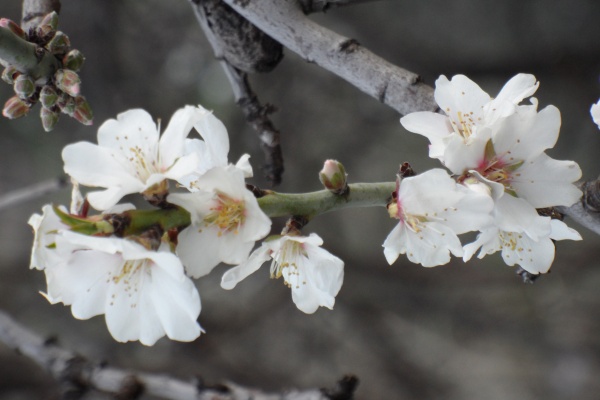 Photo Cervione - Autres fleurs d'amandier