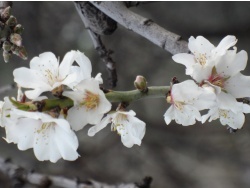 Photo faune et flore, Cervione - Autres fleurs d'amandier