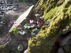 Photo faune et flore, Cervione - Fior di Cuccu (cyclames)