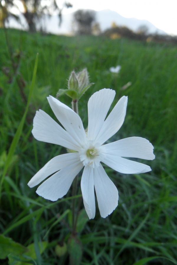 Photo Cervione - Lingua d’acellu (compagnon blanc)