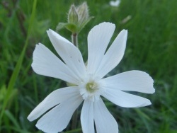 Photo faune et flore, Cervione - Lingua d’acellu (compagnon blanc)