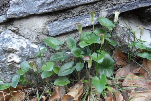 Photo Cervione - Toujours a  Ghjallina (arum)