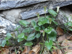 Photo faune et flore, Cervione - Toujours a  Ghjallina (arum)