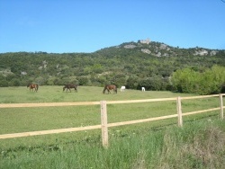 Photo paysage et monuments, Fressac - Des chevaux vont paitre dans la Plaine de Fressac