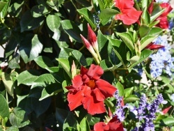 Photo paysage et monuments, Montfaucon - les fleurs