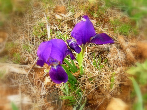 Photo Saint-Victor-des-Oules - les IRIS sont en fleurs dans la garrigue