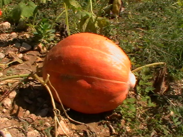 Photo Sumène - Le Potiron