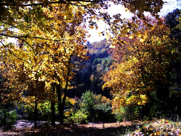 Photo Sumène - Les couleurs d'Automne à Sumène