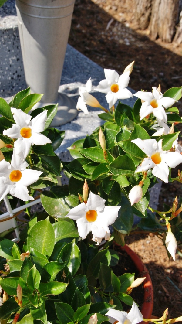 Photo Saint-Laurent - les fleurs