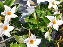 Photo paysage et monuments, Saint-Laurent - les fleurs