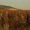 Photo Frontignan - Des vignes pour le muscats.