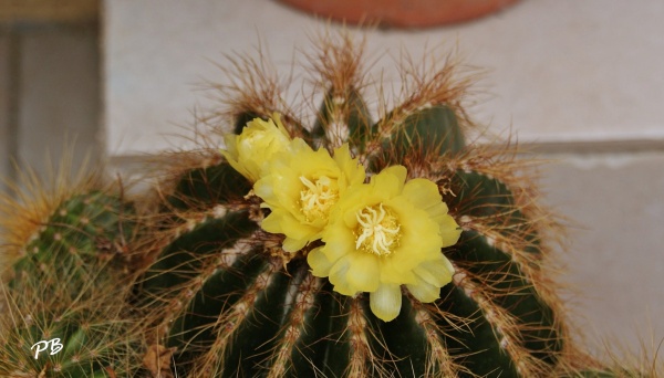 Photo Saint-Chinian - Fleur de Cactus