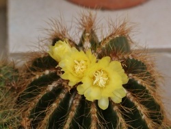 Photo faune et flore, Saint-Chinian - Fleur de Cactus