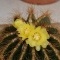 Photo Saint-Chinian - Fleur de Cactus