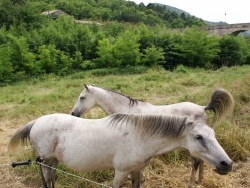 Photo faune et flore, Saint-Étienne-d'Albagnan - Pâture au bord du Jaur