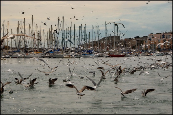 Photo Sète - les oiseaux !!!