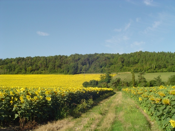 Champ de tournesols