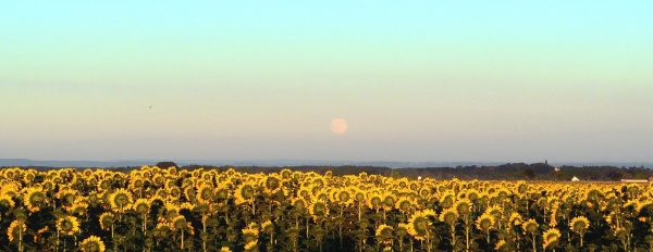 Photo Asnans-Beauvoisin - Asnans Jura - La lune et les tournesols.