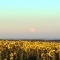 Photo Asnans-Beauvoisin - Asnans Jura - La lune et les tournesols.