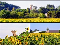 Photo paysage et monuments, Asnans-Beauvoisin - Asnans Jura, les tournesols.