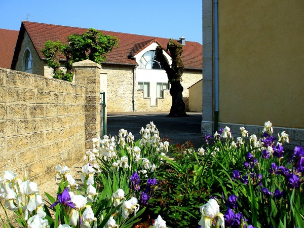 Photo Asnans-Beauvoisin - Les iris d'Asnans.