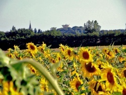 Photo paysage et monuments, Asnans-Beauvoisin - Asnans.Juillet 2011