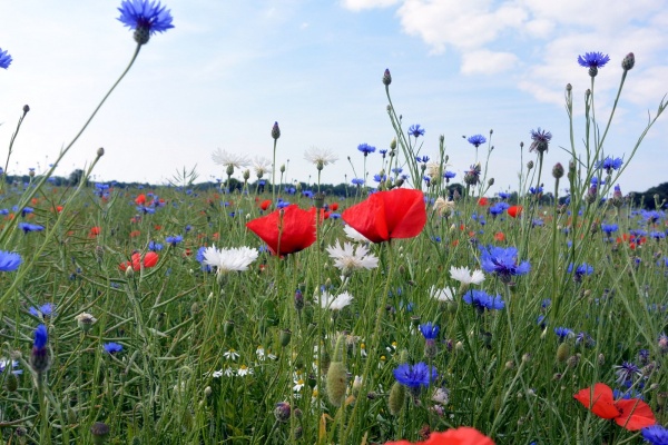 Photo Asnans-Beauvoisin - Asnans.Jura-01.06.2014.