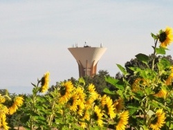 Photo paysage et monuments, Asnans-Beauvoisin - ASNANS BEAUVOISIN; Les tournesols.