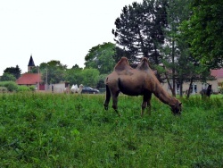 Photo paysage et monuments, Longwy-sur-le-Doubs - Longwy sur le Doubs.Jura.(l'été sera chaud.)