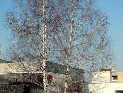 Photo paysage et monuments, Lons-le-Saunier - lons:usine de la vache qui rit-bouleaux....